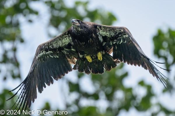 Eaglet's first flight