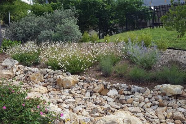 Rocky garden with flowering shrubs and green foliage.