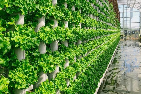 Vertical farming with rows of lush green lettuce in a greenhouse.