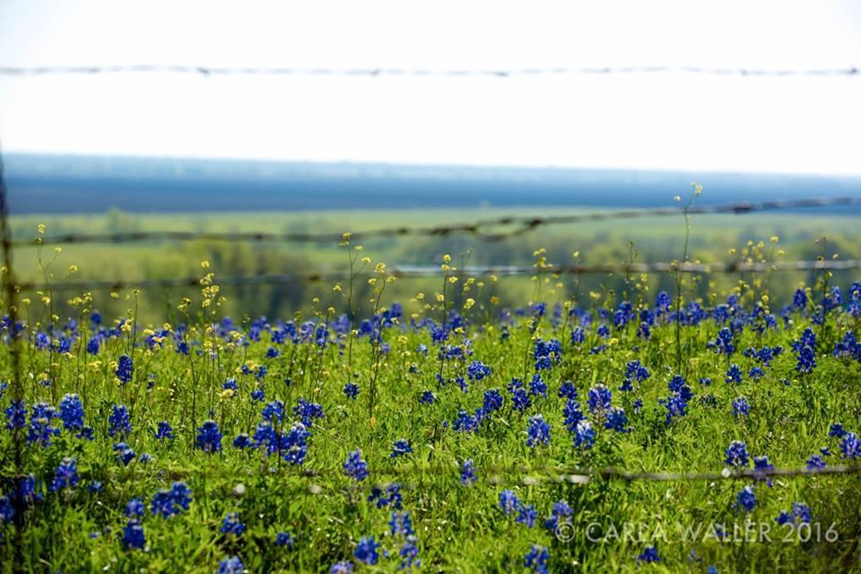 Field of blue and yellow wildflowers under a bright sky, with a fence in the foreground.