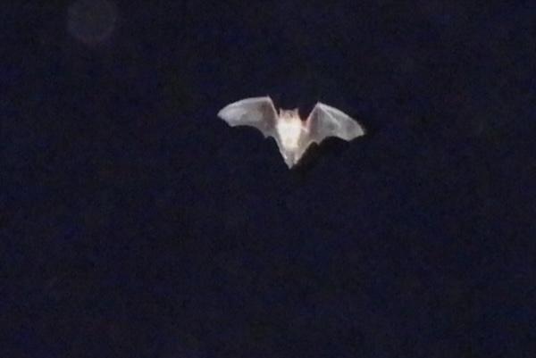 Bat flying against a dark night sky