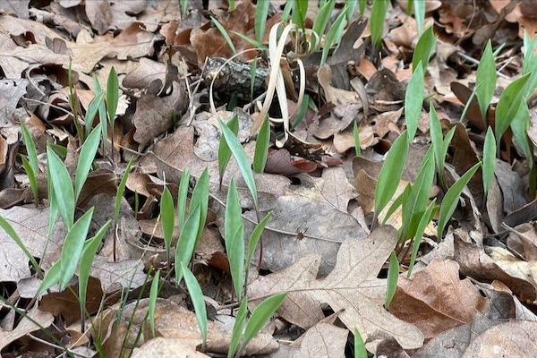 New green sprouts emerging through dry leaves.