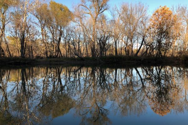 Trees reflected in a calm lake under a clear blue sky.