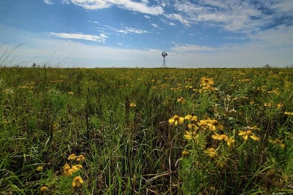Field of wildflowers under a cloudy blue sky with a distant windmill.