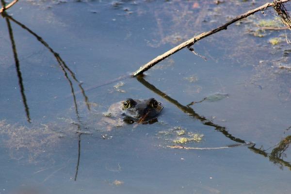 Frog eyes peeking above water with branches and reflections.