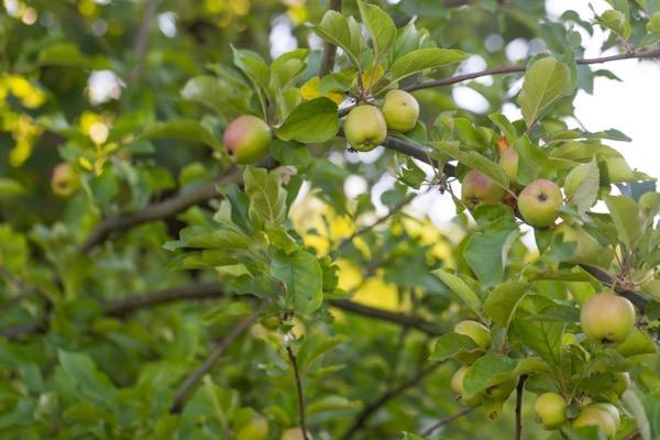 Apple tree branches with green and red apples.