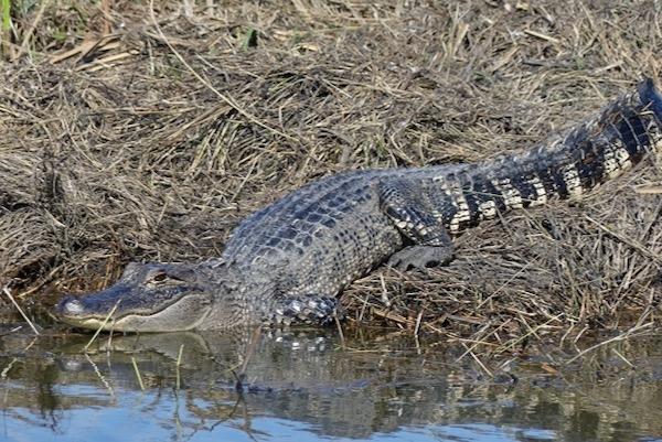 Alligator resting on a grassy bank near water.