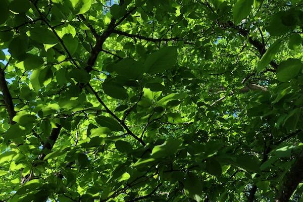 Sunlight filtering through green tree leaves.