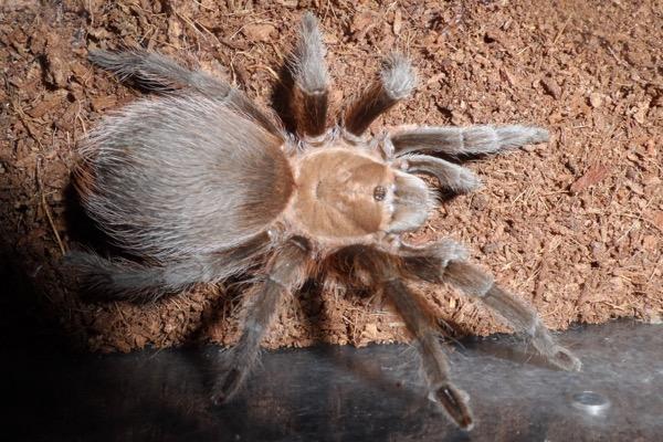 Tarantula on a textured brown surface.