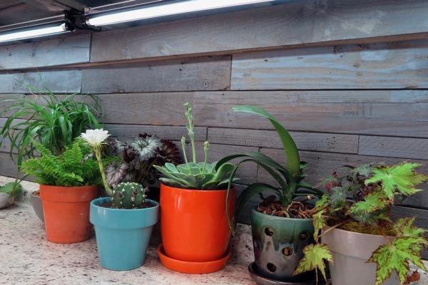 Potted plants on a ledge, including ferns and succulents.