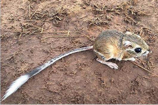 Kangaroo rat on brown soil with a long tail and big eyes.