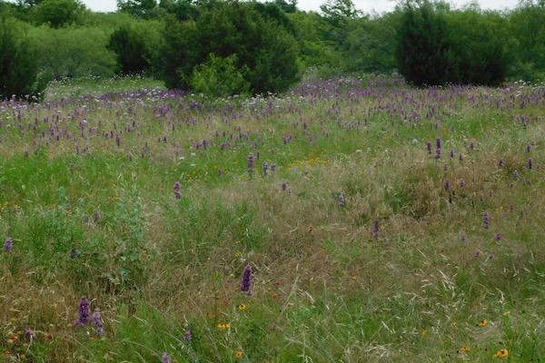 Grassy field with purple wildflowers and scattered trees.