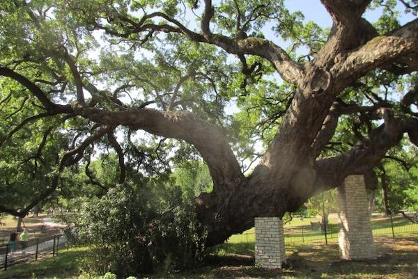Large, sprawling oak tree with thick branches and lush green leaves.