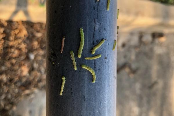 Green caterpillars crawling on a dark vertical pole.
