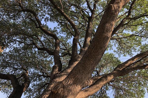 Large tree with thick trunk and leafy branches against blue sky.