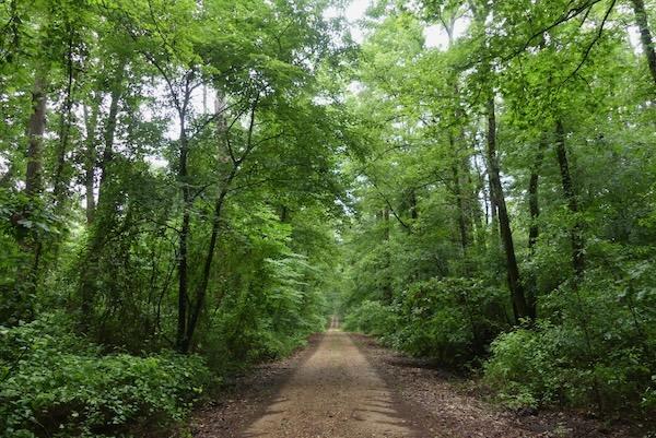 Dirt path lined with lush, green trees stretching into the distance.