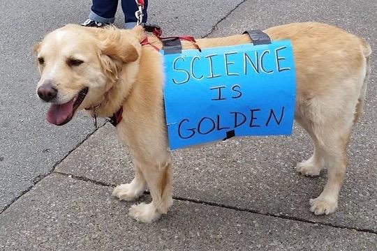 Golden retriever wearing a blue sign on its back, standing on pavement.