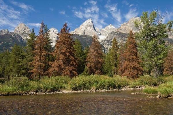 Mountain range with trees and a clear blue sky above a calm river.