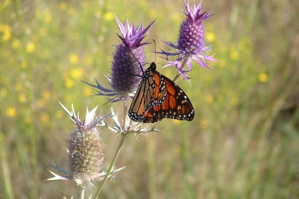 Monarch butterfly on purple thistle in a field.
