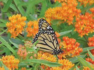 Monarch on Milkweed