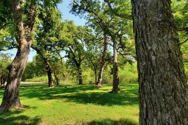 Lush green park with tall, leafy trees under a bright blue sky.