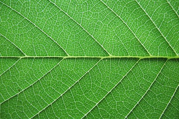 Close-up of a vibrant green leaf with visible veins.