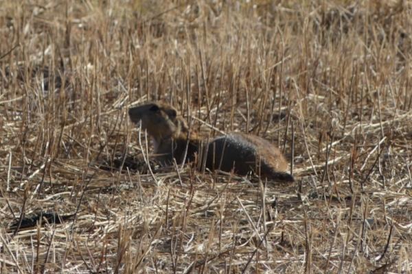 Prairie dog sitting alert in dry grassland.