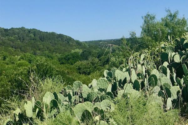 Cacti and lush green hills under a clear blue sky.