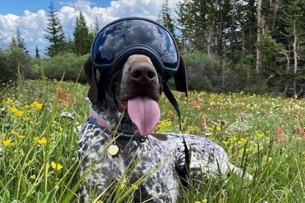 Dog with goggles in a field of wildflowers, tongue out, under a blue sky and trees.