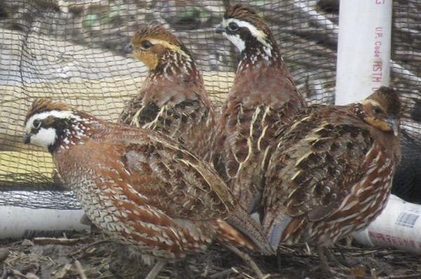 Four quails with brown feathers standing together near a mesh fence.