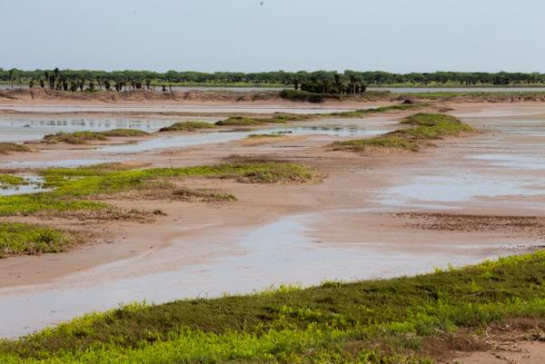 Wetland landscape with patches of green vegetation and brown soil under a clear sky.