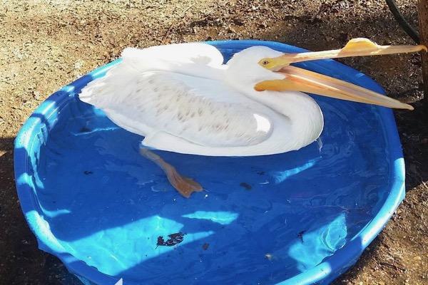 White pelican sitting in a small blue pool.