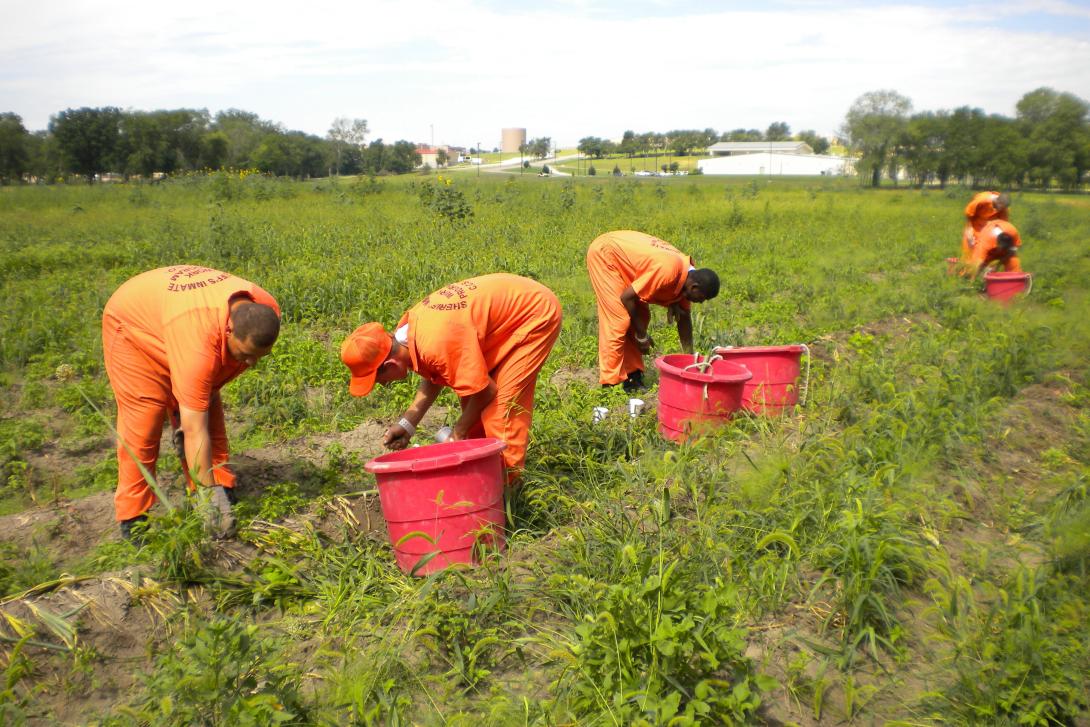 Prisoners gardening
