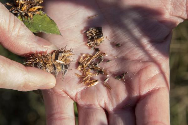 Hand holding dried seeds and plant material outdoors.
