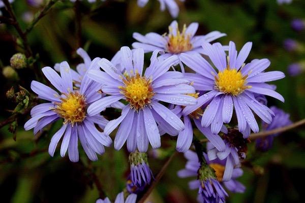 Purple daisies with yellow centers in a garden setting.