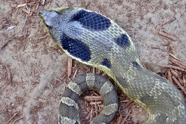 Coiled snake on sandy ground, textured scales with dark blotches.