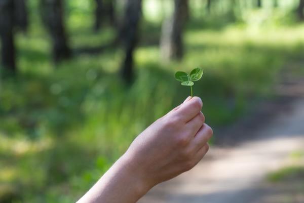 Hand holding a clover in a sunlit forest path.
