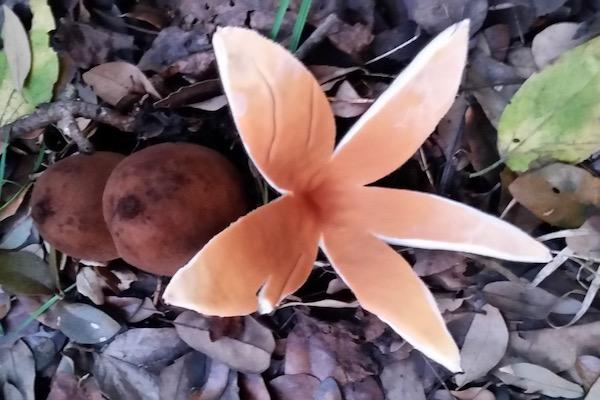 Star-shaped fungus with brown, velvety background on forest floor.