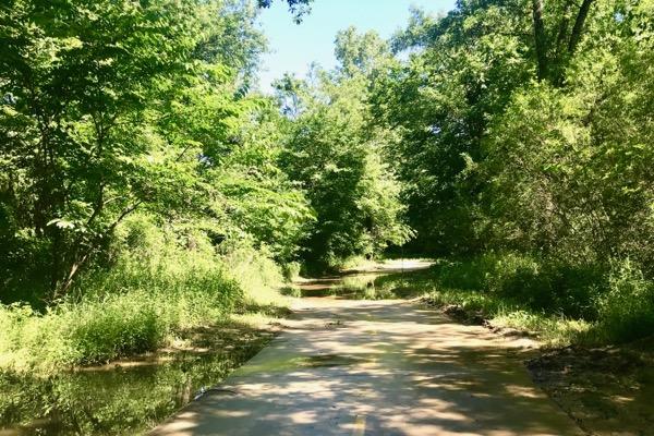 Dirt path through a lush green forest under a clear blue sky.
