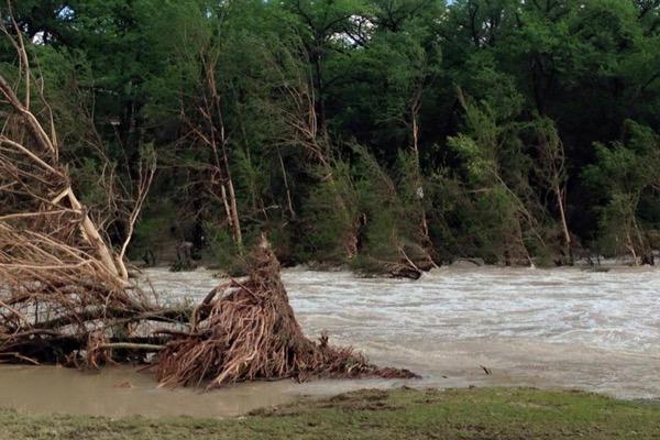 Flooded river with muddy water and uprooted trees, surrounded by green forest.