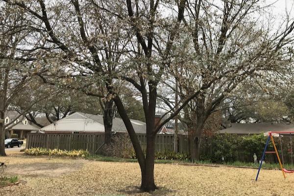 Tree in a yard with a swing set, overcast sky.