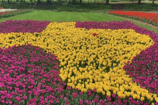 Yellow tulips form Texas shape, surrounded by pink and red flowers in a garden.