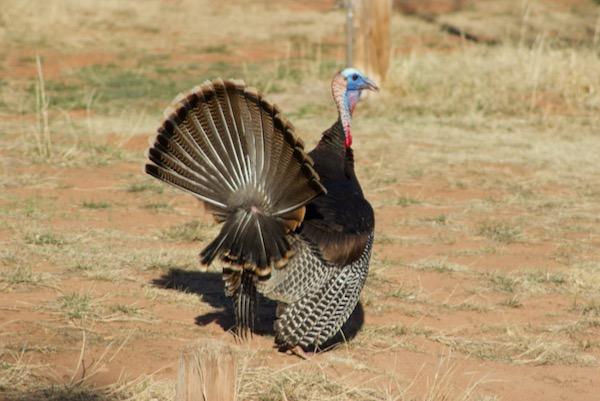 Turkey with fanned tail standing in a grassy field.