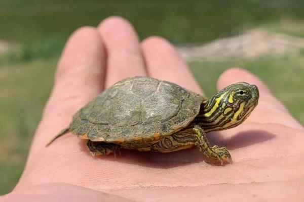 A small turtle rests on a person's hand outdoors.