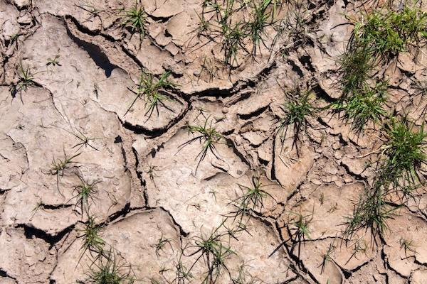 Cracked dry soil with small green grass patches.