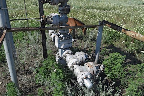 Rusty pipes and valves in a field with wildflowers and greenery.