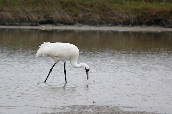 White crane wading in shallow water.
