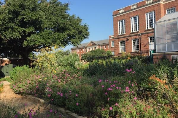 Lush garden with pink flowers, large tree, and brick building under a clear blue sky.