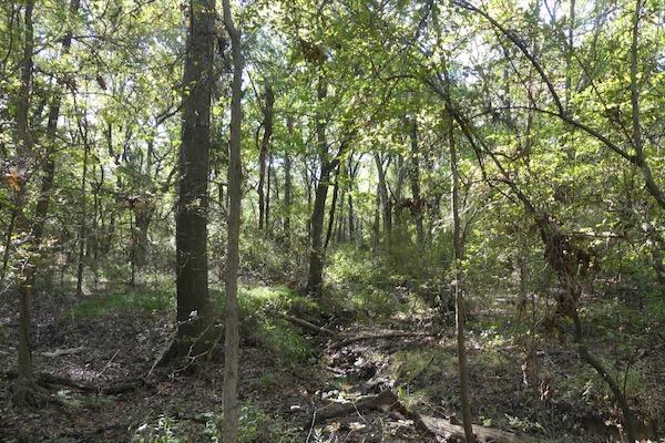 Dense forest with tall trees and sunlight filtering through the leaves.